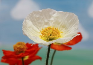Icelandic poppy (Papaver nudicaule), flowers in the studio, painted background, North