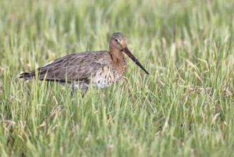 Blacktail (Limosa limosa) runs on the shore of a lake in a moor, snipe birds, wildlife, nature