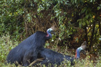 Mating behavior of helmet cassowaries in the Queensland rainforest Australia