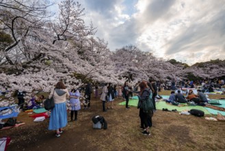 Japanese people picnicking under cherry blossoms in Yoyogi Park, Hanami Festival, Shibuya District,