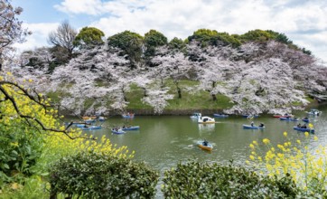 Chidorigafuchi Canal with rowing boats, blooming cherry trees on the shore, castle moat, Japanese