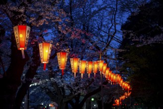 Blooming cherry trees and illuminated lanterns with Japanese lettering in the evening, blue hour,