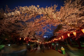 People walking through the park, blooming cherry trees and illuminated lanterns with Japanese