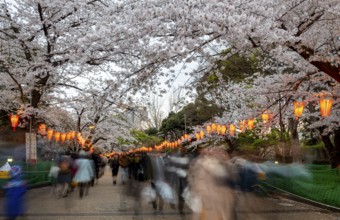 People walking through the park, blooming cherry trees and illuminated lanterns with Japanese