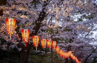 Blooming cherry trees and illuminated lanterns with Japanese writing in the evening, Hanami