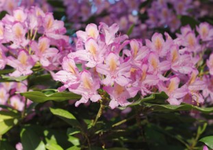Rhododendron flowers (Rhododendron), North Rhine-Westphalia, Germany