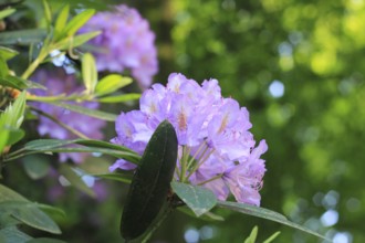 Rhododendron flowers (Rhododendron), with beautiful bokeh, North Rhine-Westphalia, Germany