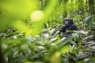 Chimpanzee (Pan Troglodytes) among green leaves, adult male among leaves in the jungle, Kibale