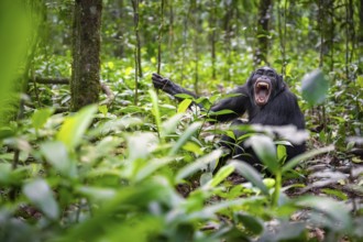 Aggression, chimpanzee (Pan Troglodytes) baring teeth, adult male between leaves in jungle, Kibale