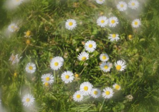 Daisy (Bellis perennis) seen from above in a meadow with alienation, North Rhine-Westphalia,