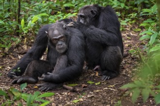 Two chimpanzees (Pan Troglodytes), adult male spawning, grooming in the jungle, Kibale National