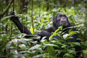 Animal portrait, chimpanzee (Pan Troglodytes) looking longingly, hopeful, adult male between leaves