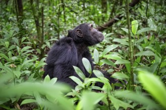 Chimpanzee (Pan Troglodytes), male on the ground, jungle in Kibale National Park, Uganda