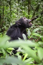 Chimpanzee (Pan Troglodytes), male on the ground, jungle in Kibale National Park, Uganda