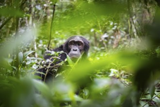 Chimpanzee (Pan Troglodytes), male looking thoughtfully, on the ground, mood, green jungle in
