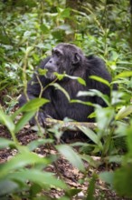 Chimpanzee (Pan Troglodytes), male on the ground, jungle in Kibale National Park, Uganda