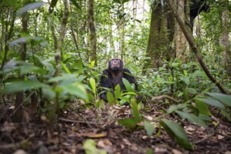 Chimpanzee (Pan Troglodytes), male looking up with hope, jungle in Kibale National Park, Uganda