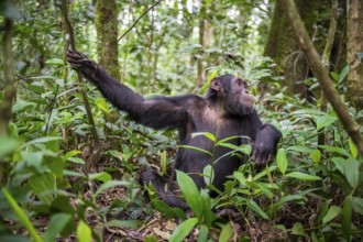 Chimpanzee (Pan Troglodytes), male on the ground, jungle in Kibale National Park, Uganda