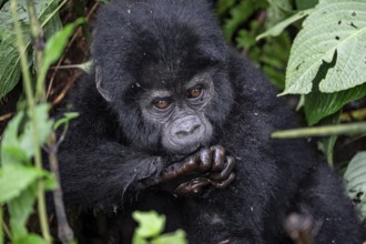 Mountain gorilla (Gorilla beringei beringei), juvenile, Bwindi Impenetrable Forest, Uganda
