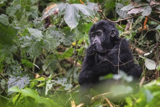 Mountain gorilla (Gorilla beringei beringei), juvenile, eats leaves, Bwindi Impenetrable Forest,