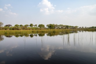 Trees reflected in water, river landscape, Thamalakane River, Okavango Delta, Botswana