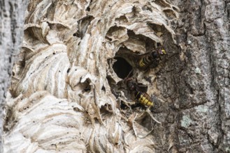 Hornissen (Vespa crabro), Emsland, Lower Saxony, Germany