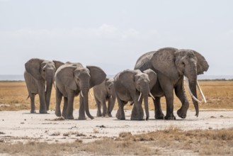 African elephants (Loxodonta africana), herd in dry savanna, Amboseli National Park, Rift Valley