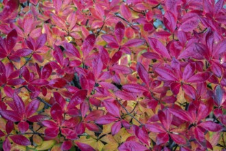 Azalea (Azalea), red colored autumn leaves, autumn colors, Baden-Württemberg, Germany