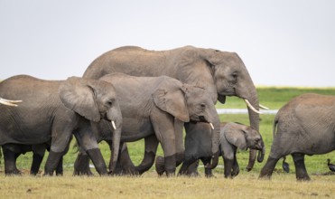 African elephant (Loxodonta africana), herd, Amboseli National Park, Rift Valley Province, Kenya