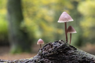 Large blood helmet (Mycena haematopus), Emsland, Lower Saxony, Germany