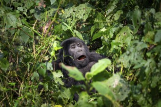 Mountain gorilla (Gorilla beringei beringei), among leaves, Bwindi Impenetrable Forest, Uganda