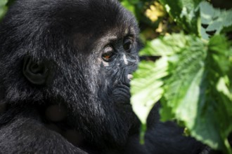 Mountain gorilla (Gorilla beringei beringei), between leaves, animal portrait, Bwindi Impenetrable