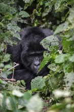 Mountain gorilla (Gorilla beringei beringei), among leaves, Bwindi Impenetrable Forest, Uganda