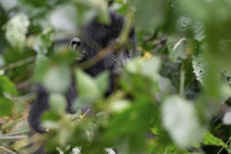Young animal, mountain gorilla (Gorilla berengei berengei), Bwindi Impenetrable National Park,