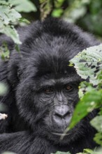 Silverback, animal portrait, mountain gorilla (Gorilla berengei berengei), Bwindi Impenetrable