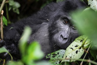 Mountain gorilla (Gorilla berengei berengei), Bwindi Impenetrable National Park, Uganda