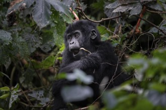 Young animal, mountain gorilla (Gorilla berengei berengei), Bwindi Impenetrable National Park,