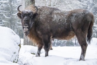 European bison (Bison bonasus) or Wisent standing on a meadow next to the forest in winter, snow,