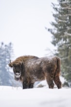 European bison (Bison bonasus) or Wisent standing on a meadow next to the forest in winter, snow,
