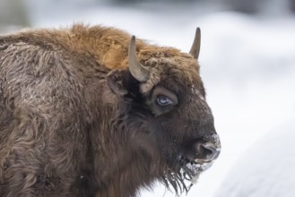 European bison (Bison bonasus) or Wisent portrait in winter, snow, Bavaria, Germany