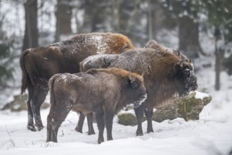 European bison (Bison bonasus) or Wisent standing on a meadow next to the forest in winter, snow,