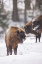 European bison (Bison bonasus) or Wisent standing on a meadow next to the forest in winter, snow,