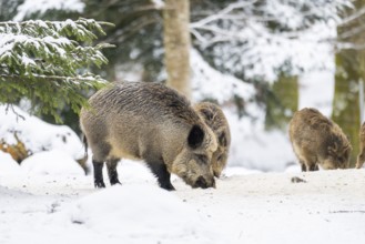 Wild boar (Sus scrofa) standing in a forest in winter, snow, Bavaria, Germany