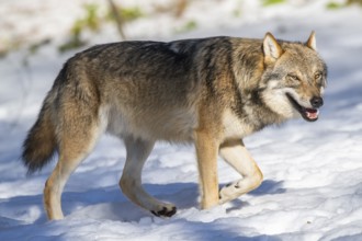 European gray wolf (Canis lupus lupus) walking in a forest in winter, snow, Bavaria, Germany