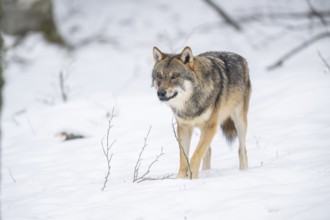 European gray wolf (Canis lupus lupus) standing in a forest in winter, snow, Bavaria, Germany