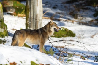 European gray wolf (Canis lupus lupus) standing in a forest in winter, snow, Bavaria, Germany