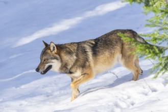 European gray wolf (Canis lupus lupus) walking in a forest in winter, snow, Bavaria, Germany
