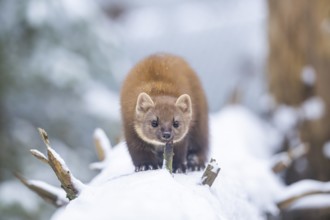 European pine marten (Martes martes) standing in the snow in winter, National Park Bavarian Forest,