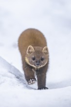 European pine marten (Martes martes) running in the snow in winter, National Park Bavarian Forest,