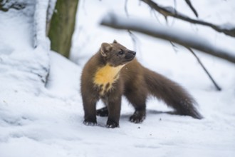 European pine marten (Martes martes) standing in the snow in winter, National Park Bavarian Forest,
